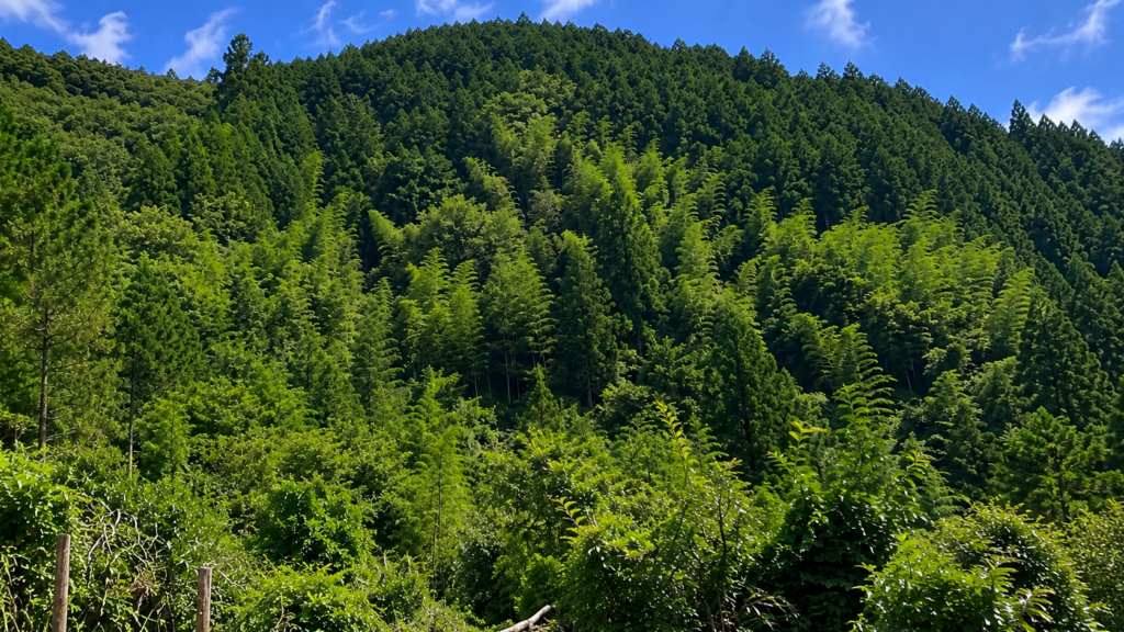 山林の悩み